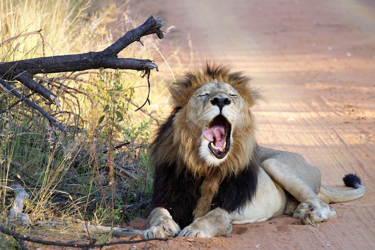 O que o Revar ainda não faz? Entenda as limitações no imposto de renda